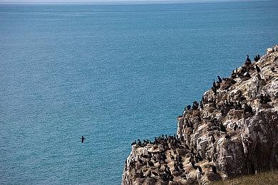 Capcom白金销量榜更新 《鬼泣5》销量超1050万套